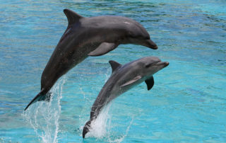 Dolphins jumping